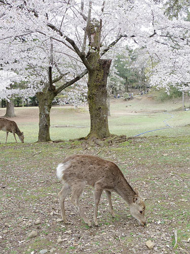 東大寺・奈良公園の桜（2017年版）-16