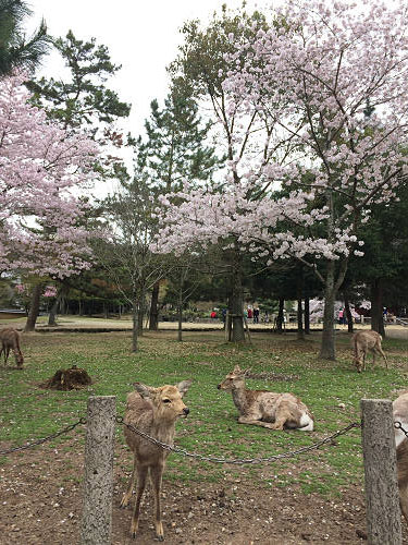東大寺・奈良公園の桜（2017年版）-17