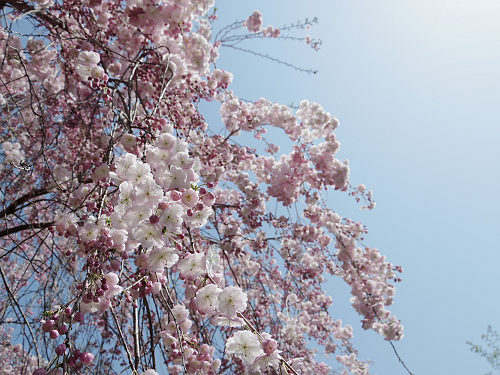 大美和の杜展望台(大神神社)@桜井市-04 大美和の杜展望台(大神神社)@桜井市-04