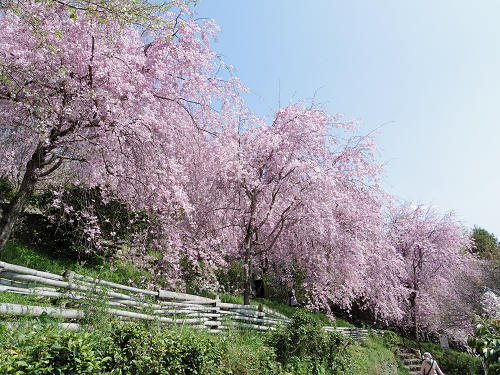 大美和の杜展望台(大神神社)@桜井市-11 大美和の杜展望台(大神神社)@桜井市-11