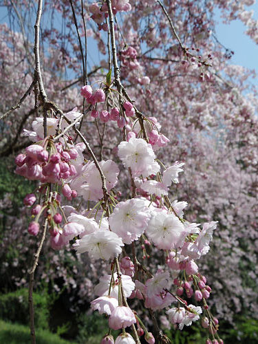 大美和の杜展望台(大神神社)@桜井市-14 大美和の杜展望台(大神神社)@桜井市-14