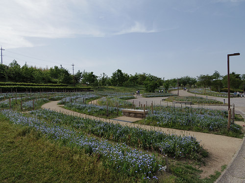 ネモフィラの花 ＠馬見丘陵公園-08