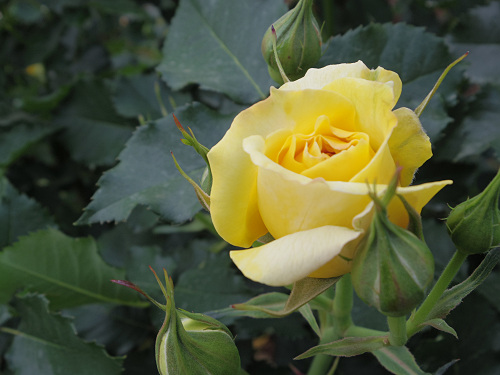 ネモフィラの花 ＠馬見丘陵公園-12