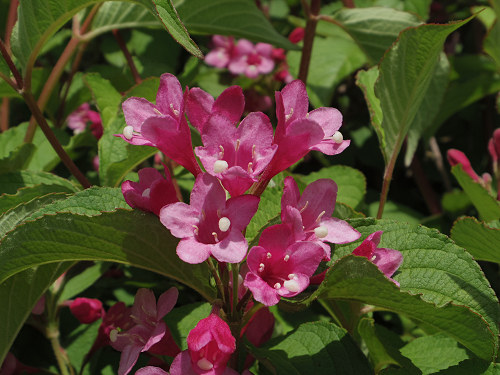 ネモフィラの花 ＠馬見丘陵公園-14