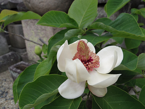 『珠光忌』＠称名寺（奈良市）-19