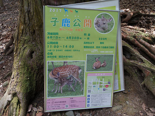 『子鹿公開 赤ちゃん鹿大集合！』2017年-01