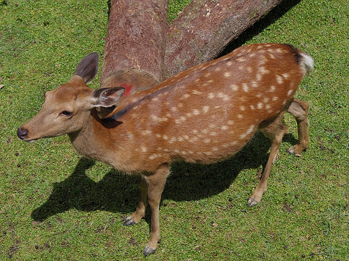 『子鹿公開 赤ちゃん鹿大集合！』2017年-05