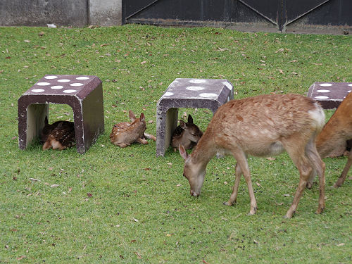 『子鹿公開 赤ちゃん鹿大集合！』2017年-07