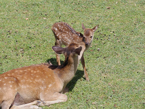 『子鹿公開 赤ちゃん鹿大集合！』2017年-11