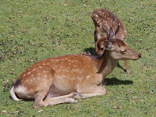 『子鹿公開 赤ちゃん鹿大集合！』2017年-12