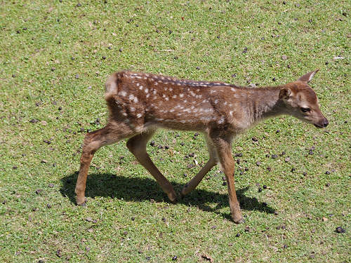 『子鹿公開 赤ちゃん鹿大集合！』2017年-13