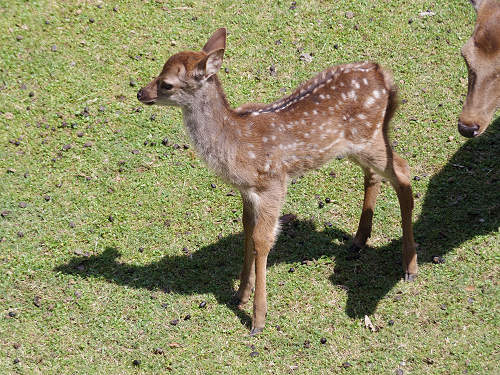 『子鹿公開 赤ちゃん鹿大集合！』2017年-14