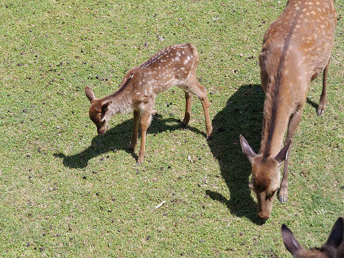 『子鹿公開 赤ちゃん鹿大集合！』2017年-15