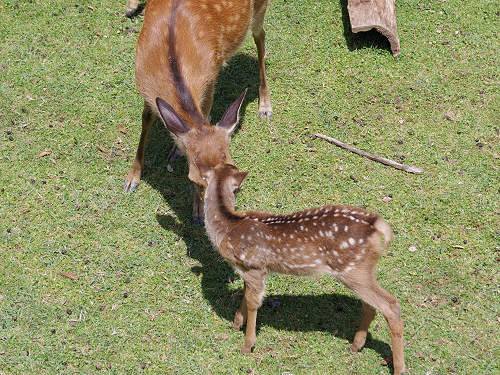 『子鹿公開 赤ちゃん鹿大集合！』2017年-16