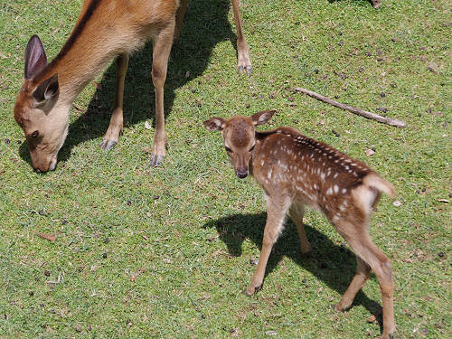 『子鹿公開 赤ちゃん鹿大集合！』2017年-18