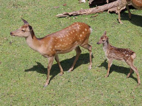 『子鹿公開 赤ちゃん鹿大集合！』2017年-19