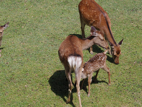 『子鹿公開 赤ちゃん鹿大集合！』2017年-20