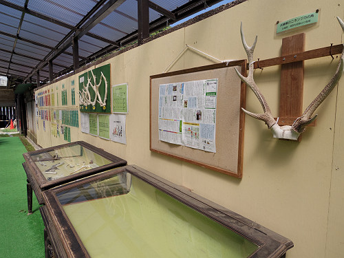 『子鹿公開 赤ちゃん鹿大集合！』2017年-22