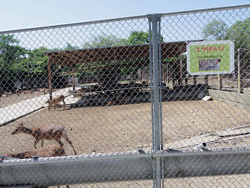 『子鹿公開 赤ちゃん鹿大集合！』2017年-23