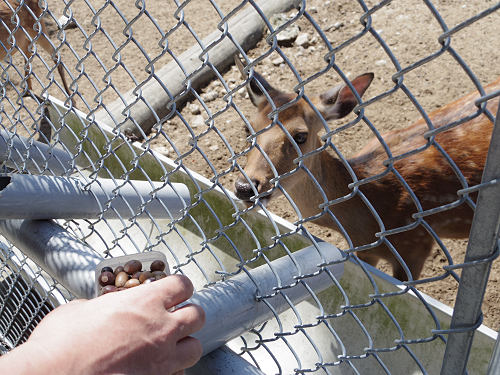 『子鹿公開 赤ちゃん鹿大集合！』2017年-25