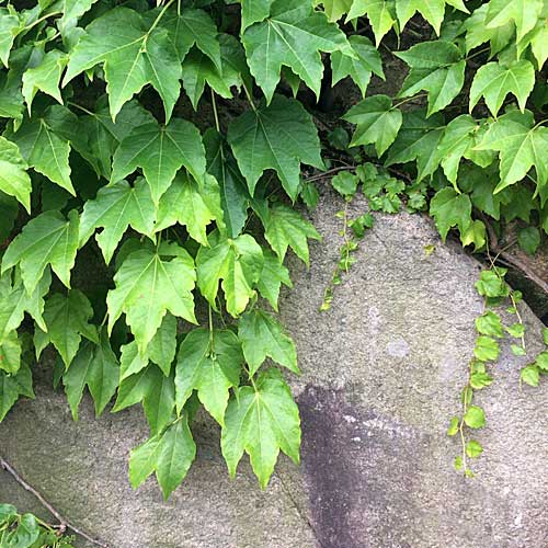 美観地区散歩@岡山県倉敷市-28 美観地区散歩@岡山県倉敷市-28