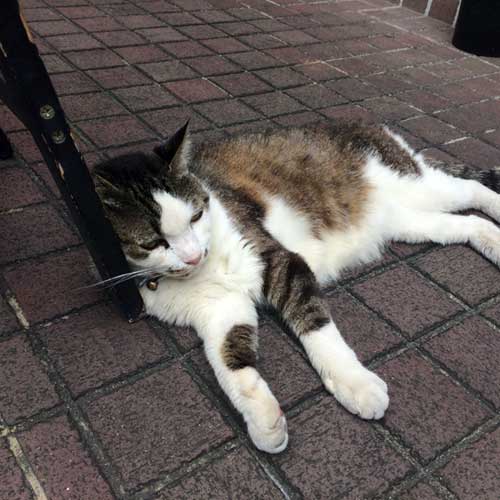 美観地区散歩@岡山県倉敷市-29 美観地区散歩@岡山県倉敷市-29