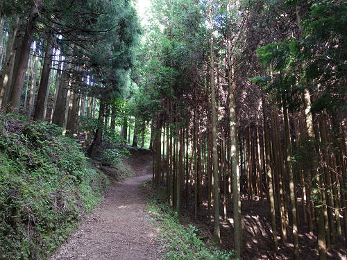 岡田の谷の半夏生園 ＠御杖村神末-04