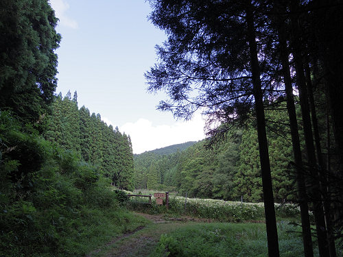 岡田の谷の半夏生園 ＠御杖村神末-05
