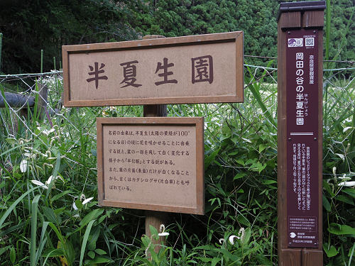 岡田の谷の半夏生園 ＠御杖村神末-07