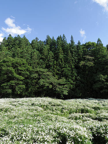 岡田の谷の半夏生園 ＠御杖村神末-08