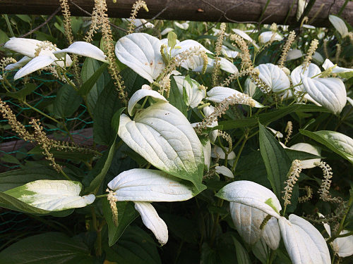 岡田の谷の半夏生園 ＠御杖村神末-09