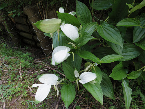 岡田の谷の半夏生園 ＠御杖村神末-10