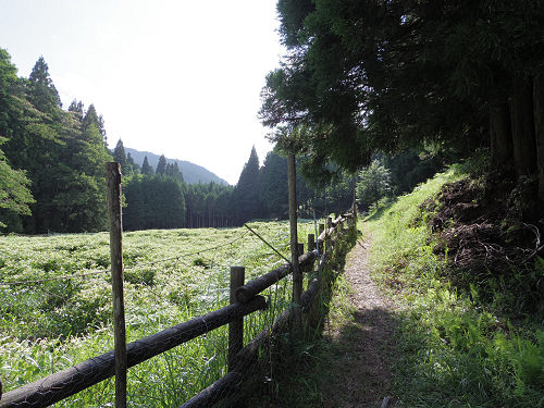 岡田の谷の半夏生園 ＠御杖村神末-11