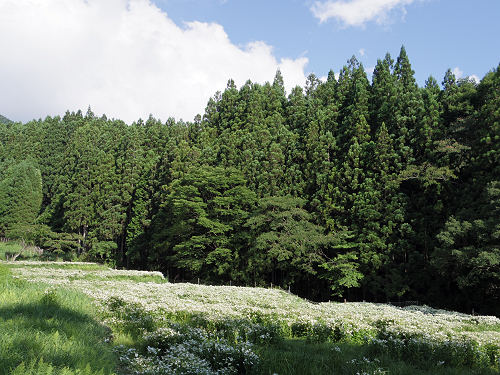 岡田の谷の半夏生園 ＠御杖村神末-12