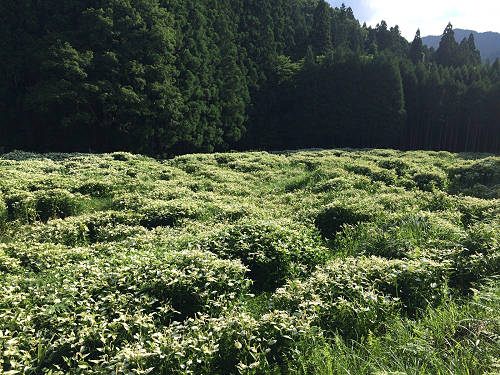岡田の谷の半夏生園 ＠御杖村神末-13