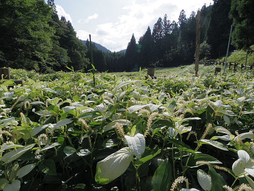 岡田の谷の半夏生園 ＠御杖村神末-14