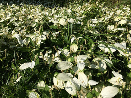 岡田の谷の半夏生園 ＠御杖村神末-15