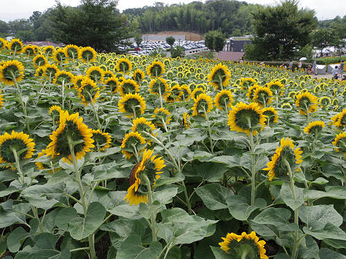 第3回 馬見ひまわりウィーク @馬見丘陵公園-05 第3回 馬見ひまわりウィーク @馬見丘陵公園-05