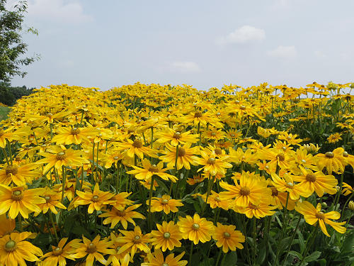 第3回 馬見ひまわりウィーク @馬見丘陵公園-08 第3回 馬見ひまわりウィーク @馬見丘陵公園-08