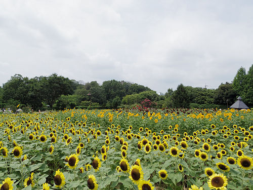 第3回 馬見ひまわりウィーク @馬見丘陵公園-09 第3回 馬見ひまわりウィーク @馬見丘陵公園-09