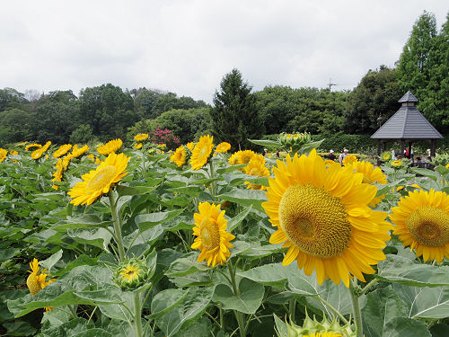 第3回 馬見ひまわりウィーク @馬見丘陵公園-10 第3回 馬見ひまわりウィーク @馬見丘陵公園-10