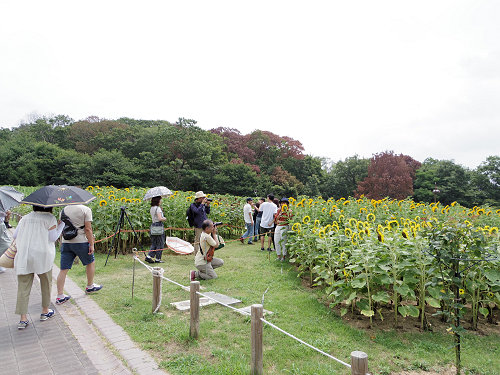 第3回 馬見ひまわりウィーク @馬見丘陵公園-11 第3回 馬見ひまわりウィーク @馬見丘陵公園-11