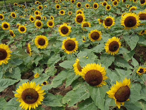 第3回 馬見ひまわりウィーク @馬見丘陵公園-14 第3回 馬見ひまわりウィーク @馬見丘陵公園-14