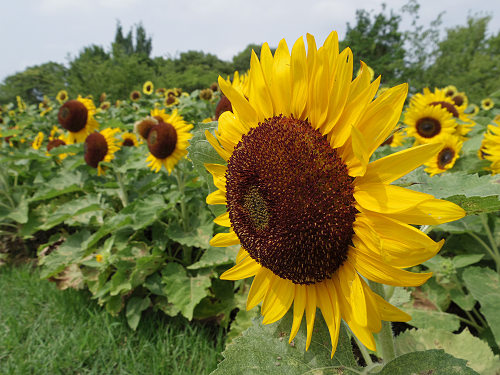 第3回 馬見ひまわりウィーク @馬見丘陵公園-15 第3回 馬見ひまわりウィーク @馬見丘陵公園-15