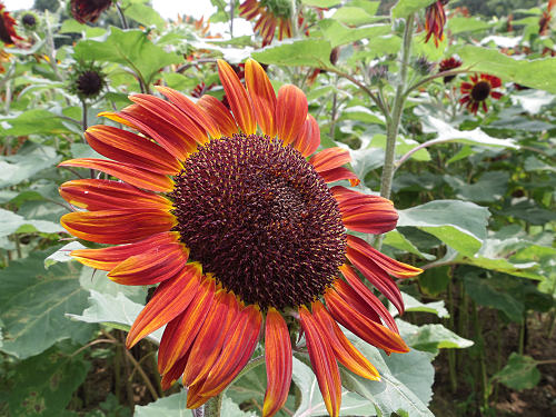 第3回 馬見ひまわりウィーク @馬見丘陵公園-16 第3回 馬見ひまわりウィーク @馬見丘陵公園-16