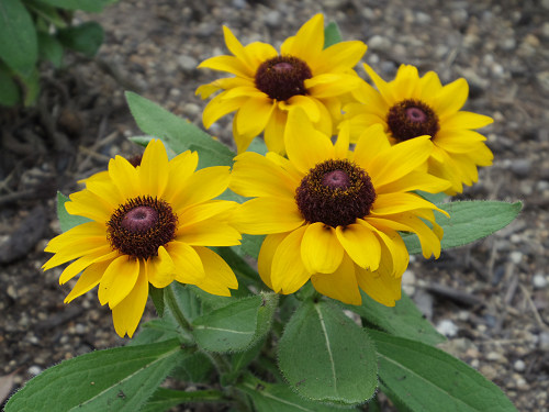 第3回 馬見ひまわりウィーク @馬見丘陵公園-17 第3回 馬見ひまわりウィーク @馬見丘陵公園-17