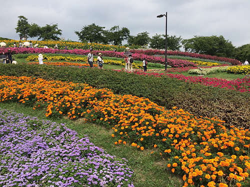 第3回 馬見ひまわりウィーク @馬見丘陵公園-18 第3回 馬見ひまわりウィーク @馬見丘陵公園-18