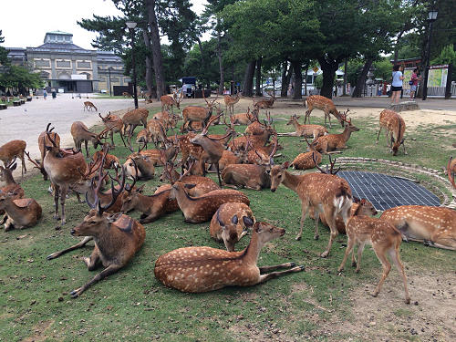 『鹿だまり』観察 @奈良国立博物館前-02 『鹿だまり』観察 @奈良国立博物館前-02