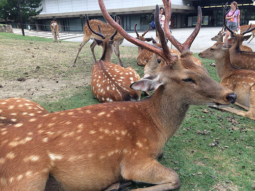 『鹿だまり』観察 @奈良国立博物館前-03 『鹿だまり』観察 @奈良国立博物館前-03