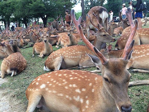 『鹿だまり』観察 @奈良国立博物館前-05 『鹿だまり』観察 @奈良国立博物館前-05